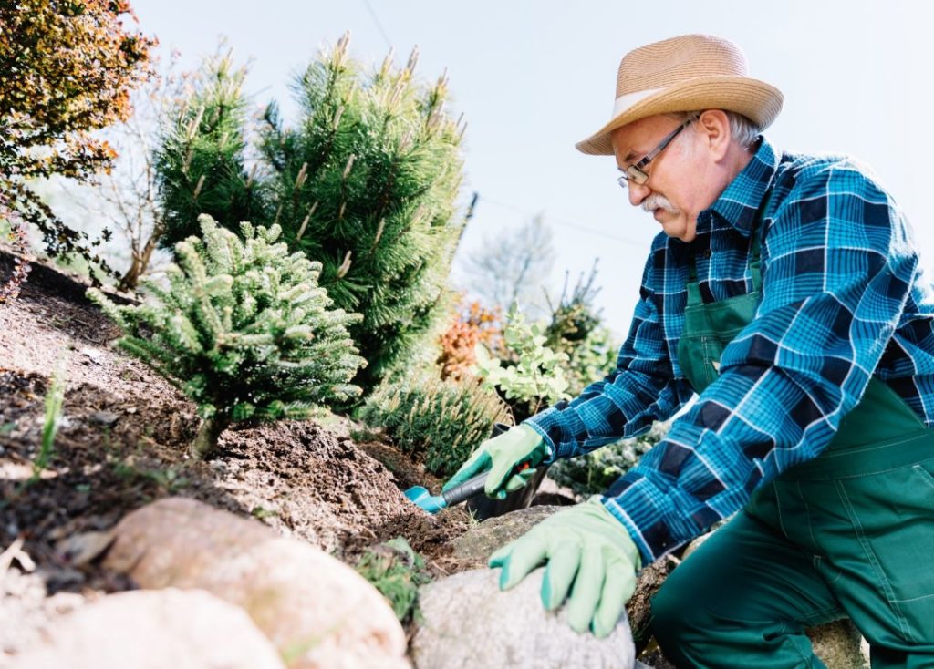 retired man gardening